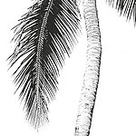 Baumstamm von Palme mit Palmenblatt - View 1