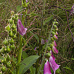 Plantes avec des fleurs violettes