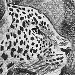 Testa di leopardo disegnata, in bianco e nero