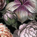Три цветка с фиолетово-розовыми оттенками