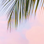 Pink sky with palm leaf above