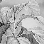 листья в черно-белом цвете