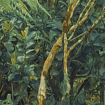 Shrubs, leaves and plants