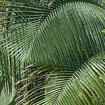 Große Palmenblätter