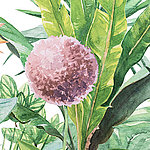 Tropical plants painted in watercolour style