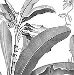 Plant in black and white from ground perspective - View 1
