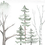 Fir trees painted in watercolour on a white background