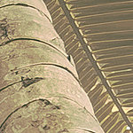 Hojas de palmera - View 1