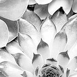 Detailaufnahme von Blütenblättern in schwarz-weiß