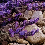 Lavender on stones