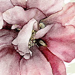 Крупный план розового нарисованного цветка
