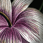 Victoria Black Details - View 3
