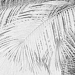 Nahaufnahme von gezeichnetem Palmblatt in schwarz-weiß