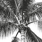 Пальмовое дерево в черно-белом цвете