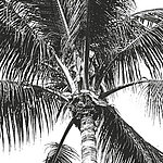 Palme in schwarz-weiß - View 1