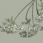 Herabhängende, zarte, weiße Blütenstängel