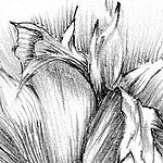 Blüte in schwarz-weißer Kreideoptik - View 1
