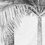 Ausschnitt von gezeichneter Palme in schwarz-weiß