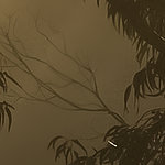 Plantas de niebla - View 1