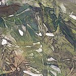 Абстрактная зеленая чаща - View 1