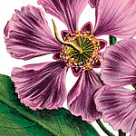 primi piani fiore viola - View 1
