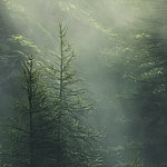 Темно-зеленый облачный лес