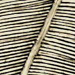 Hoja - View 1