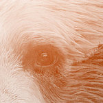 Крупный план глаза медведя в оранжевом цвете
