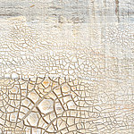 Coarse tree bark in white-beige