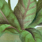 Grass green leaves with brown lines