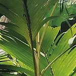 Green jungle plant