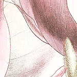 Close-up of pink motif