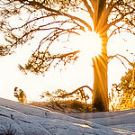 Sunbeams behind a tree