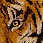 Occhio di tigre