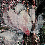 Flor sobre superficie texturizada - View 1