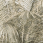 Dense palm leaves