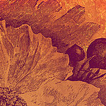Detailaufnahme von fein gezeichneter Blüte in schwarz-orange - View 1