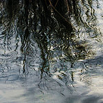 Wasseroberfläche mit Spiegelbild von Baum
