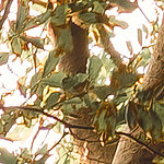 Vines and leaves among the trees