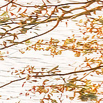 Photography trees blurred - View 1