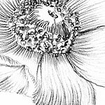 Blume von nahem in schwarz-weiß