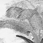 Plant in black and white