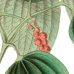 pianta di rango rosso-verde