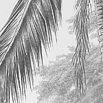 Пальмовый лист в черно-белом цвете