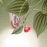 papillon coloré