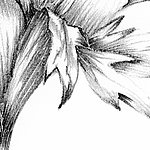 Fleur allongée en noir et blanc