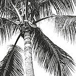 View from below on palm tree in black and white