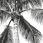 Ansicht von unten auf Palme in schwarz-weiß - View 1