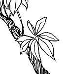 Blüte gezeichnet in schwarz-weiß