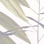 Grüne Blätter auf weißem Hintergrund